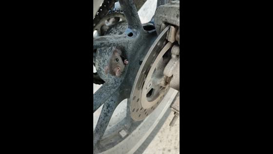 Mouse hides in motorcycle wheel in El Batán, Bogotá, Colombia