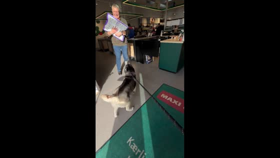 Happy husky Taz can't contain excitement at pet store visit