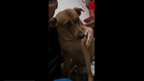 Persistent paws: spoiled dog Kelly demands hugs in adorable video from Taiwan