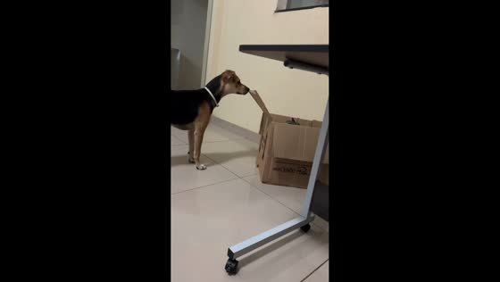 Cat surprises dog during playful moment in Belo Horizonte, Brazil