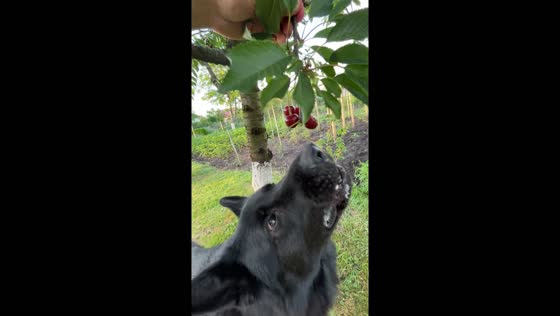 Doni the dog enjoys fresh cherries directly from a tree branch in Kyiv, Ukraine