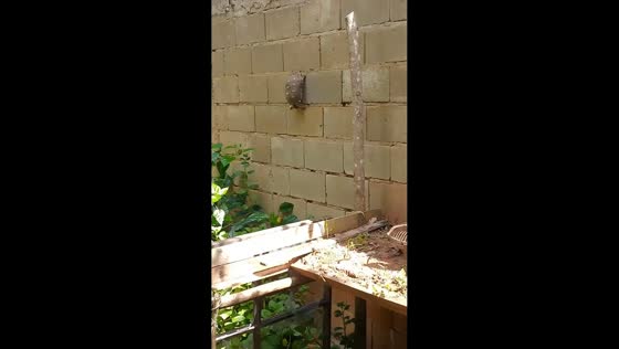 Tortoise tumbles from wall after getting stuck in cinder blocks in San José de Guaribe, Venezuela