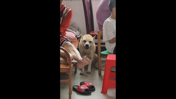 Terrified dog reacts to thunderstorm in Guangxi, China