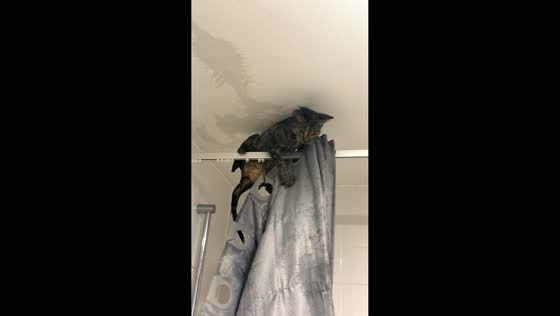 Indoor cat climbs shower curtain to avoid bath in Hinckley, England, UK