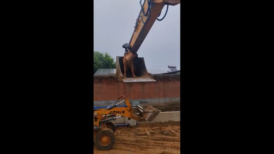 Dog enjoys a fun ride in excavator bucket in Hebei, China