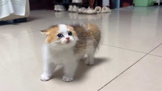 Fluffy kitten suddenly snarls at owner in funny encounter in Sichuan, China
