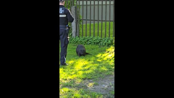 Police officers block cautious beaver's escape in Riga, Latvia
