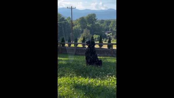 Smart pup Quinn enjoys sprinkler fun in hot Old Fort, NC