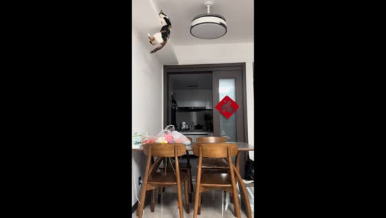 Calico cat pulls off impressive shelf climb in Guangdong, China