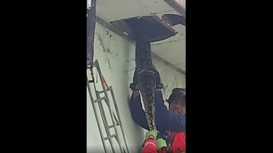 A large Python was discovered coiling on the roof of a house in Indonesia