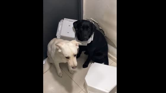 Dog has lid stuck on its head after making a mess in Busan