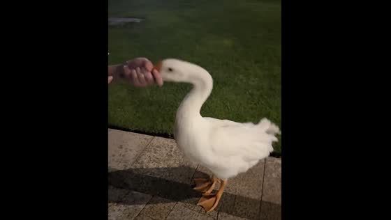 White goose drinks from a cup in Ningbo, China