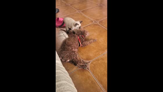 Siamese cat startles dog with unexpected jump in Anhui, China