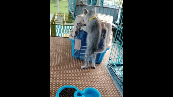 Trained animals run to their cages on command in Henan, China