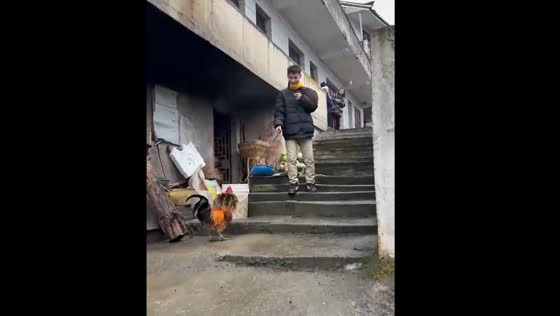 Person falls while running from aggressive rooster in Guizhou, China