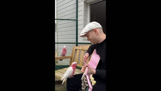 Parrots gather to enjoy guitar performance in Saint-Aignan, France
