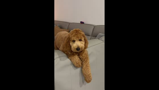 Sleepy dog gives funny expression while owner sings in Orlando, Florida, USA