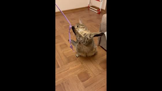 Tabby cat playfully tangles paws with ribbon in Kyiv, Ukraine