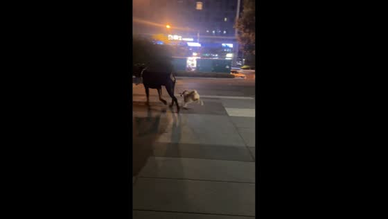 Big dog leads small dog on leash in Hunan, China