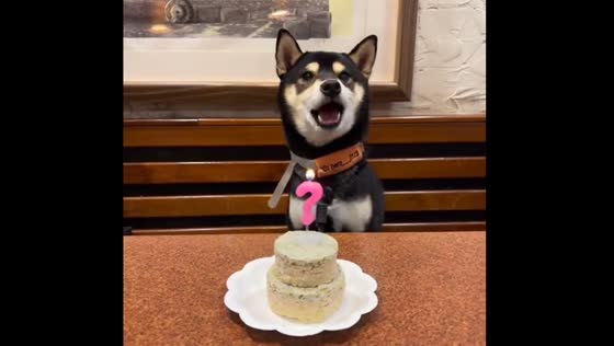Dog sings along to birthday song in Taipei