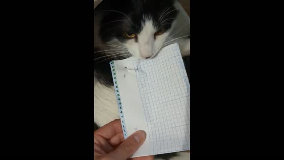 Cat acts as a stapler in Badajoz, Spain