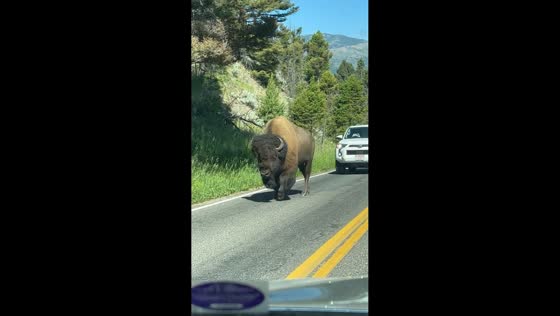 Bison walks in the middle of the road, causing traffic in Wyoming, USA