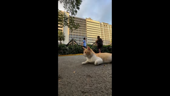Cat steals the spotlight during warm-up in Makati, Philippines