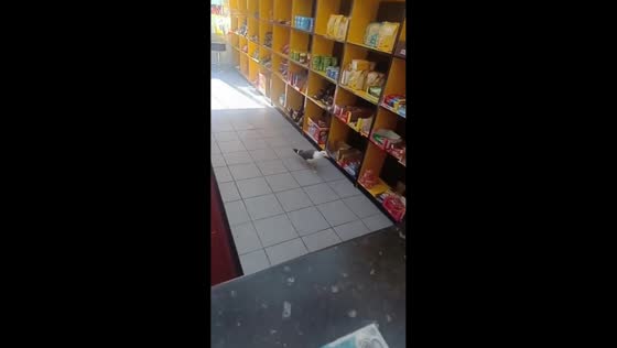 Seagull opens Oreo pack and eats inside convenience store in Barrow-in-Furness, England, UK