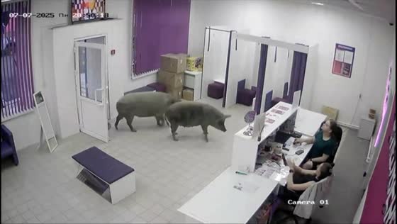 Two pigs surprise staff in Moscow, Russia