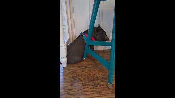 Dramatic pig fakes being stuck under table in La Crescenta, California