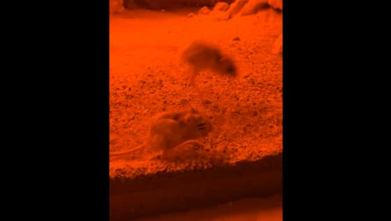 Rodents move around in enclosure at Plzeň Zoo