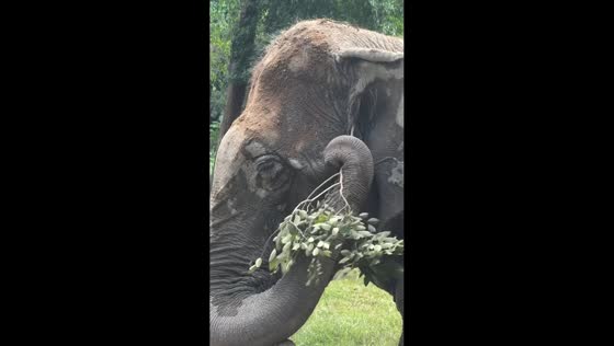 Elephant uses leafy branch to scratch her ears in Ko Samui, Thailand