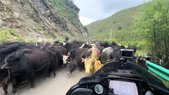 Herd of yaks crowds roadside traveler on mountain road in Gansu, China