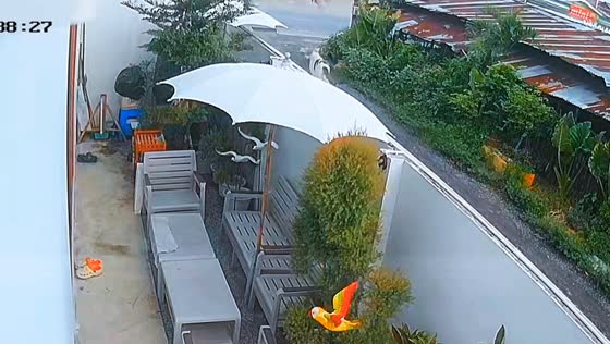 Cat walks on perimeter wall, topples outdoor umbrella in Sriracha, Thailand