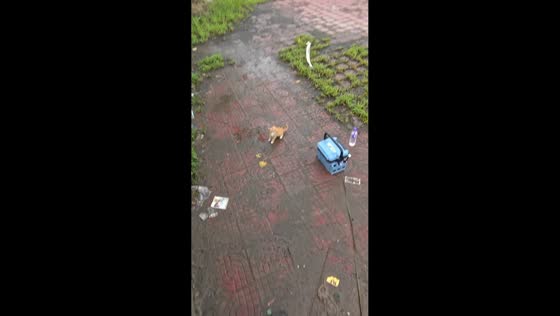 Kitten adorably grabs and bites a fish while it is still on a fishing line in Henan, China