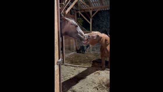 Horses tease each other in Verőce, Hungary
