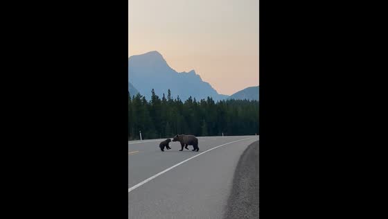 Playful bear cub jumps in front of mother while crossing road in Kananaskis, Alberta