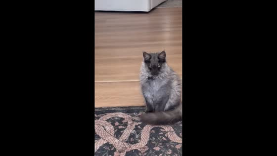 Angry-looking cat blocks doorway in Myrtle Beach, USA