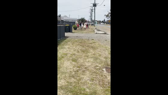 Tasmanian town takeover: mischievous seal wanders the streets