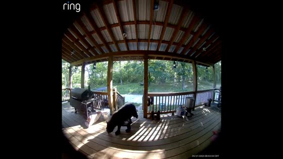 Bear climbs onto porch and checks around in Harrison, Arkansas, USA
