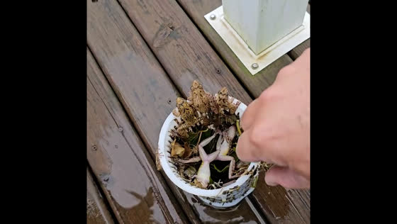 Frogs discovered in pool motor during cleaning in Ituporanga