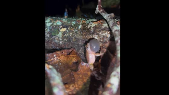 Frog sounds signal spring in North Carolina