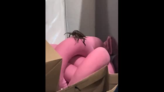 Bug seen moving on belongings in Guarapari