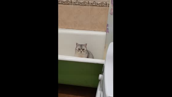 Playful Mickey: cat's love for bathtub bliss