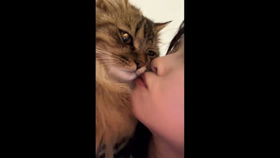 Siberian cat goes from cuddly to annoyed in Guangdong, China