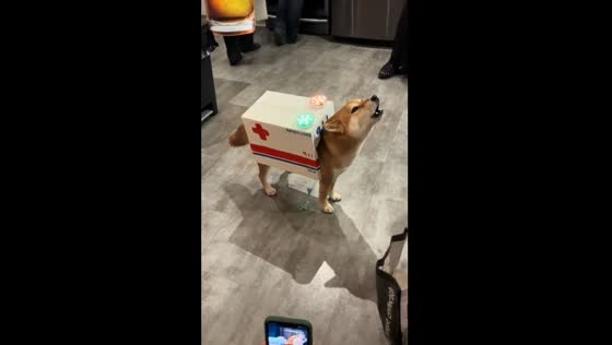 Shiba Inu Cos dressed in ambulance costume howling for Halloween