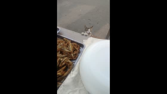 Cat waits patiently for a fish at food stall in Anhui, China