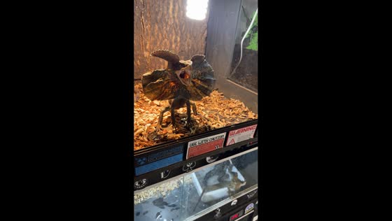 Frilled-neck lizard escapes terrarium during defensive display in Hubei, China
