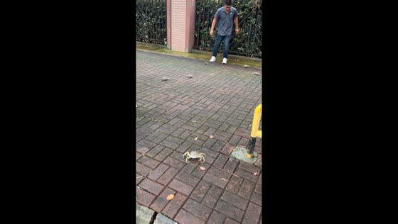 Crabs crawl onto the streets as people gather to pick them up in Suzhou, China
