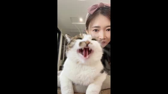 Cat hisses when owner whispers in Hebei, China